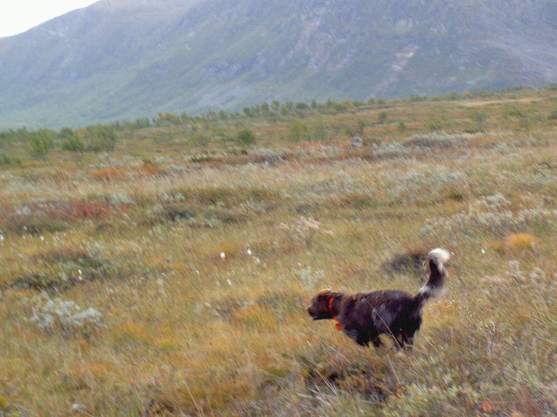 Assar flyger över Marsfjället