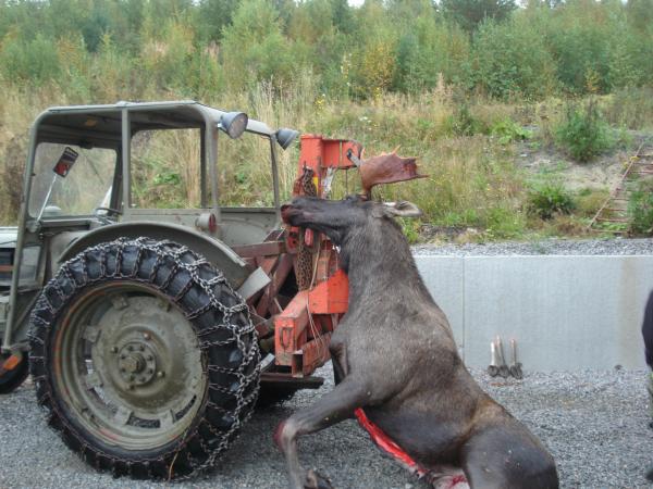 Mickes älg