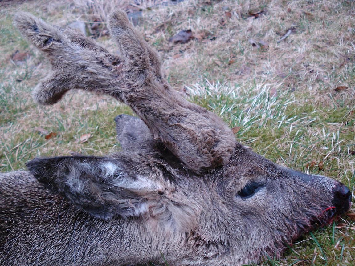 Fjolrets Bock